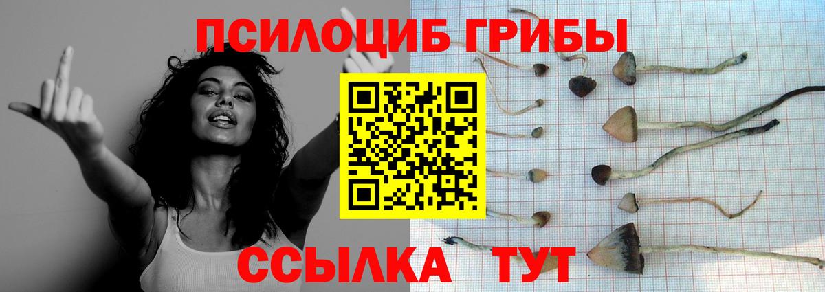 Псилоцибиновые грибы GOLDEN TEACHER Орёл